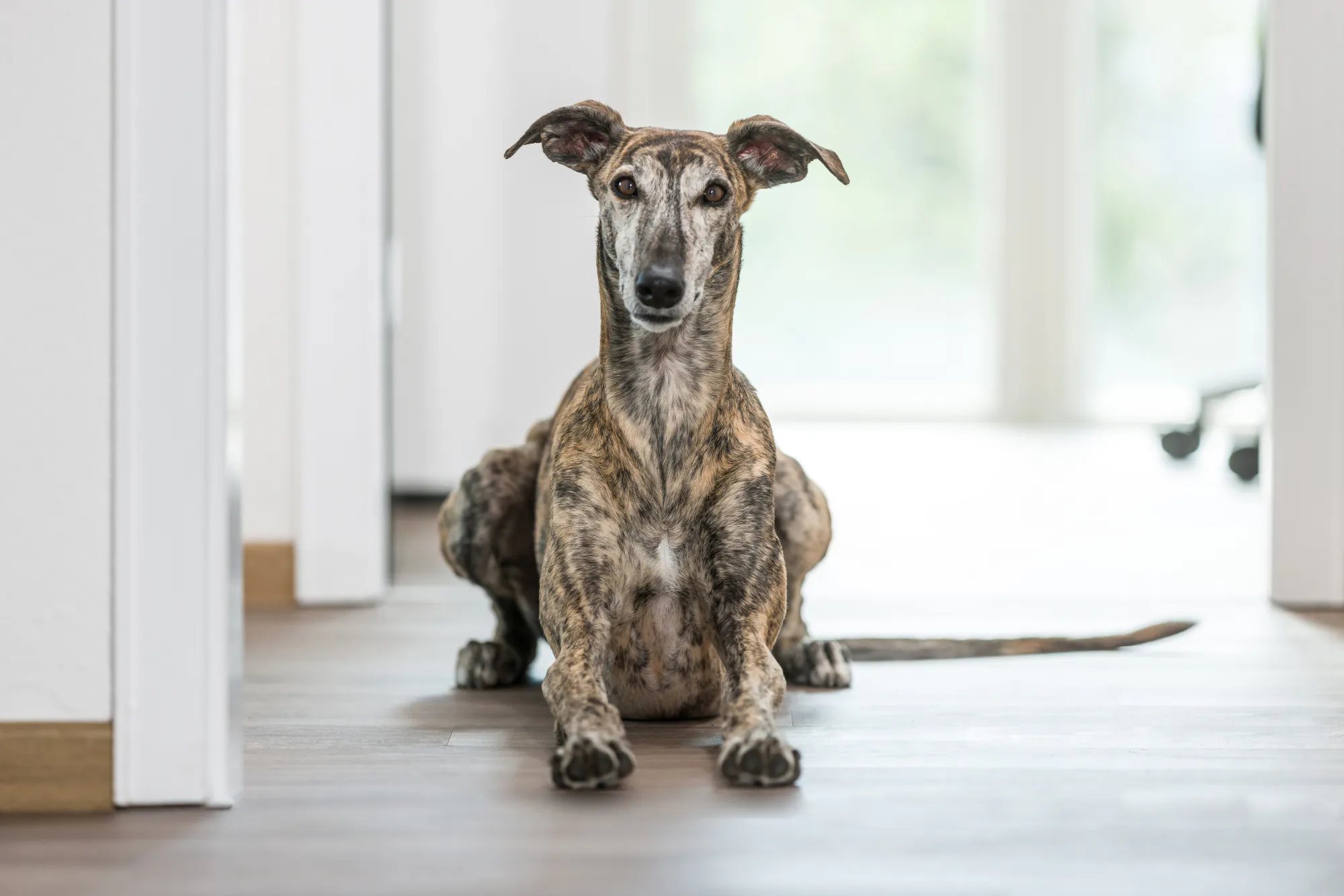 Auch ein Bürohund darf bei einem Business Shooting nicht fehlen.
